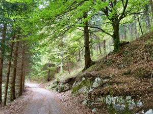 bosco di san francesco